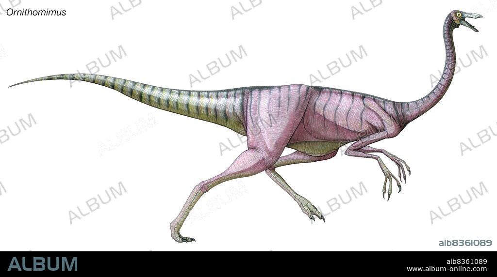 Ornithomimus, late Cretaceous dinosaur. A swift omnivore with a small head and toothless beak, its name means "bird mimic.".