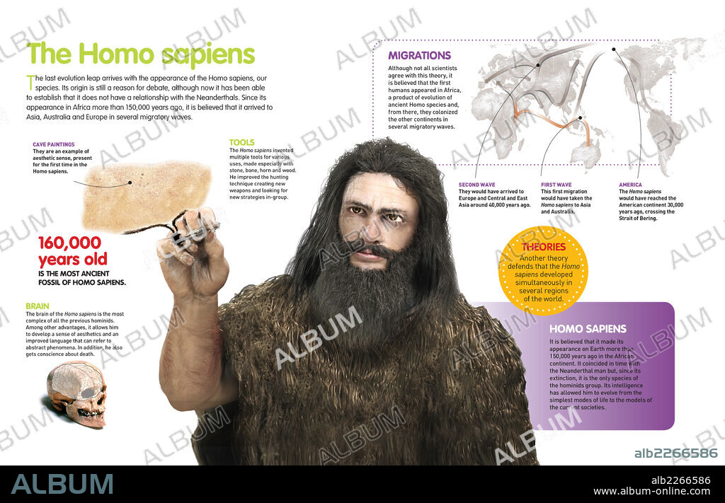El Homo sapiens. Infografía del Homo sapiens (apareció en el continente africano hace más de 150.000 años), el último escalón de la especie homínida.