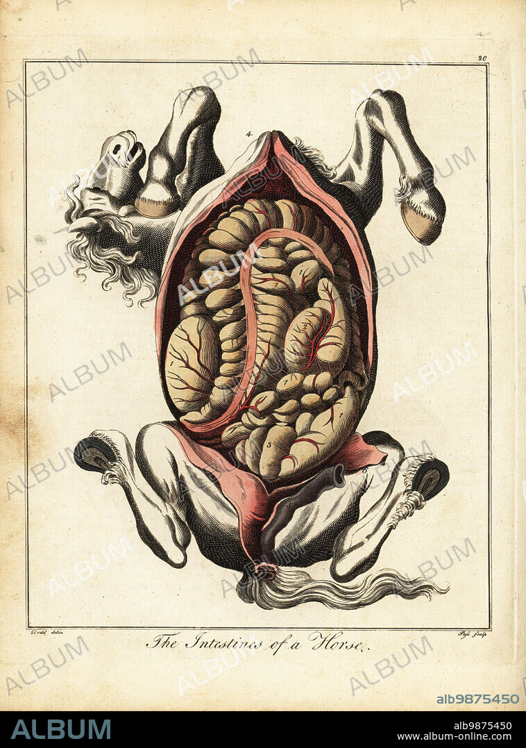 The intestines of a horse. Gut colon 1, caecum or blind gut 2, rectum or straight gut 3, diaphragm 4, yard 5, glans 6, fundament and sphincter 7. Handcoloured copperplate engraving J. Pass after an illustration by Daniel Dodd from William Augustus Osbaldistons The British Sportsman, or Nobleman, Gentleman and Farmers Dictionary of Recreation and Amusement, J. Stead, London, 1792.