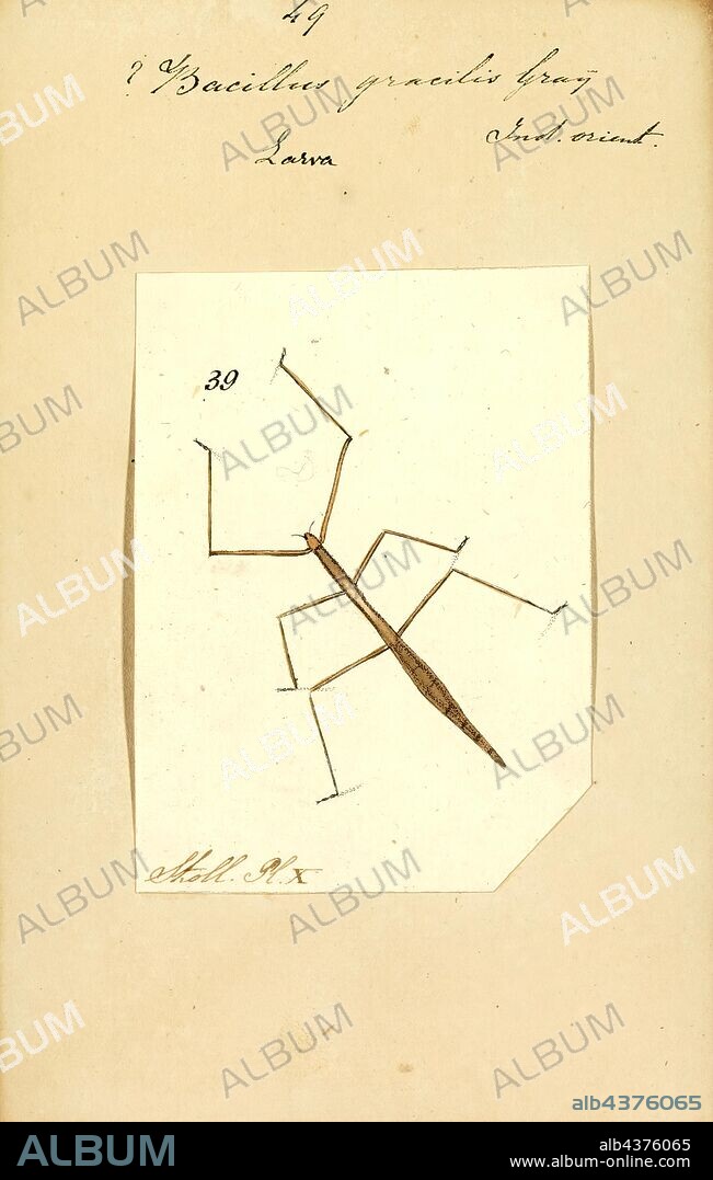 Bacillus, Print, Bacillus (Latin "stick") is a genus of Gram-positive, rod-shaped bacteria, a member of the phylum Firmicutes, with 266 named species. The term is also used to describe the shape (rod) of certain bacteria; and the plural Bacilli is the name of the class of bacteria to which this genus belongs. Bacillus species can be either obligate aerobes: oxygen dependent; or facultative anaerobes: having the ability to be anaerobic in the absence of oxygen. Cultured Bacillus species test positive for the enzyme catalase if oxygen has been used or is present.