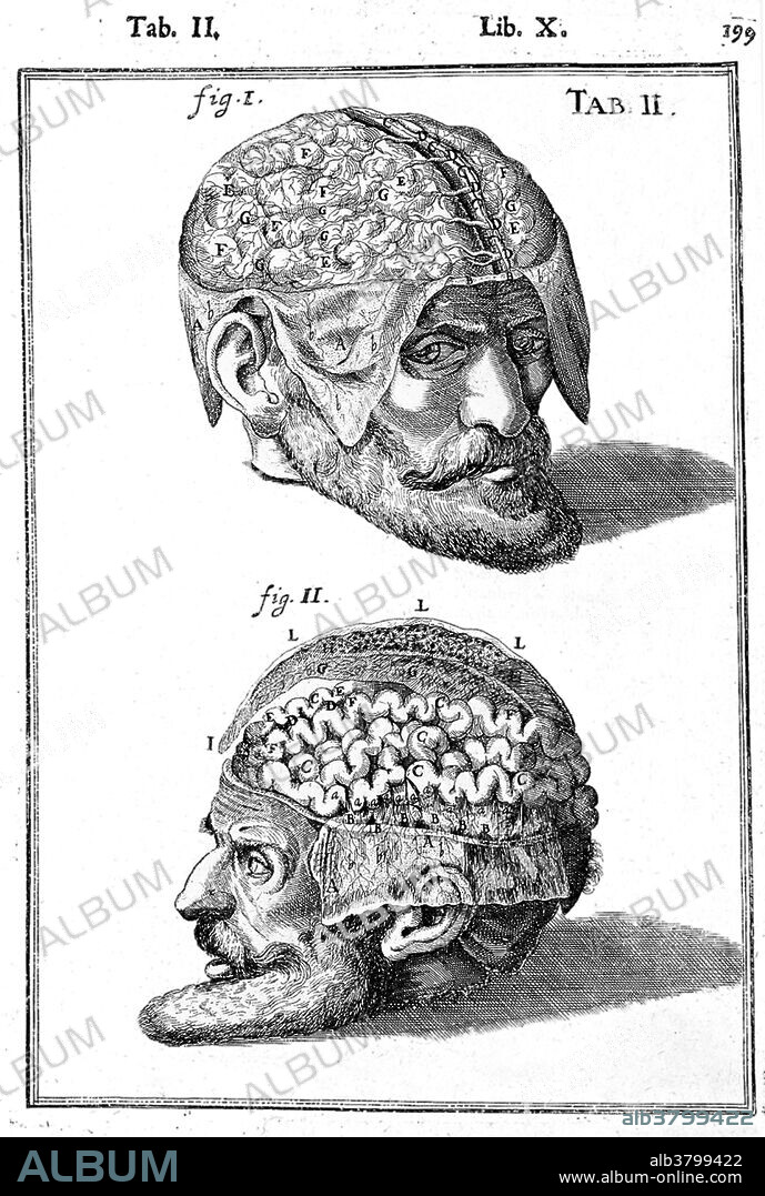 Plate of the brain exposed. An illustration from Tabulae Anatomicae, by Giulio Cesare Casseri. Casseri (1552-1616, Padua, Italy) was a 17th-century Italian anatomist. Tabulae Anatomicae was one of the most important anatomical treatises in the 1600s.