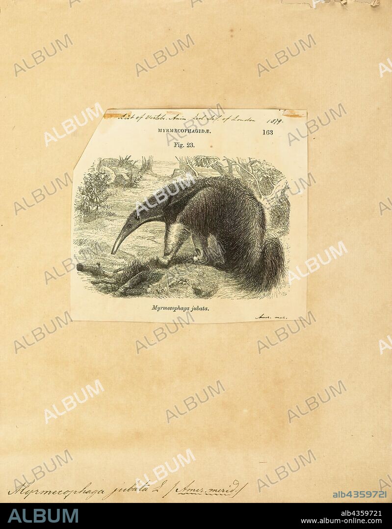 Myrmecophaga jubata, Print, Giant anteater, The giant anteater (Myrmecophaga tridactyla), also known as the ant bear, is an insectivorous mammal native to Central and South America. It is one of four living species of anteaters, the only extant member of the genus Myrmecophaga, and is classified with sloths in the order Pilosa. This species is mostly terrestrial, in contrast to other living anteaters and sloths, which are arboreal or semiarboreal. The giant anteater is the biggest of its family, 182 to 217 cm (5.97 to 7.12 ft) in length, with weights of 33 to 50 kg (73 to 110 lb) for males and 27 to 47 kg (60 to 104 lb) for females. It is recognizable by its elongated snout, bushy tail, long fore claws, and distinctively colored pelage., 1700-1880.
