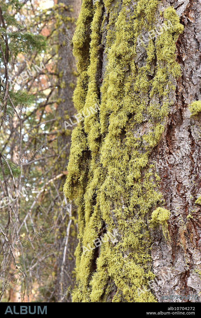 Wolf Lichen (Letharia vulpina) in Yosemite National Park, California, USA. This species grows on the bark of conifer trees, and is somewhat toxic to mammals.
