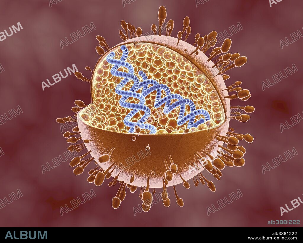 Cutaway view of Reoviridae virus showing dna inside. Reoviruses can affect the gastronintestinal system and respiratory tract.