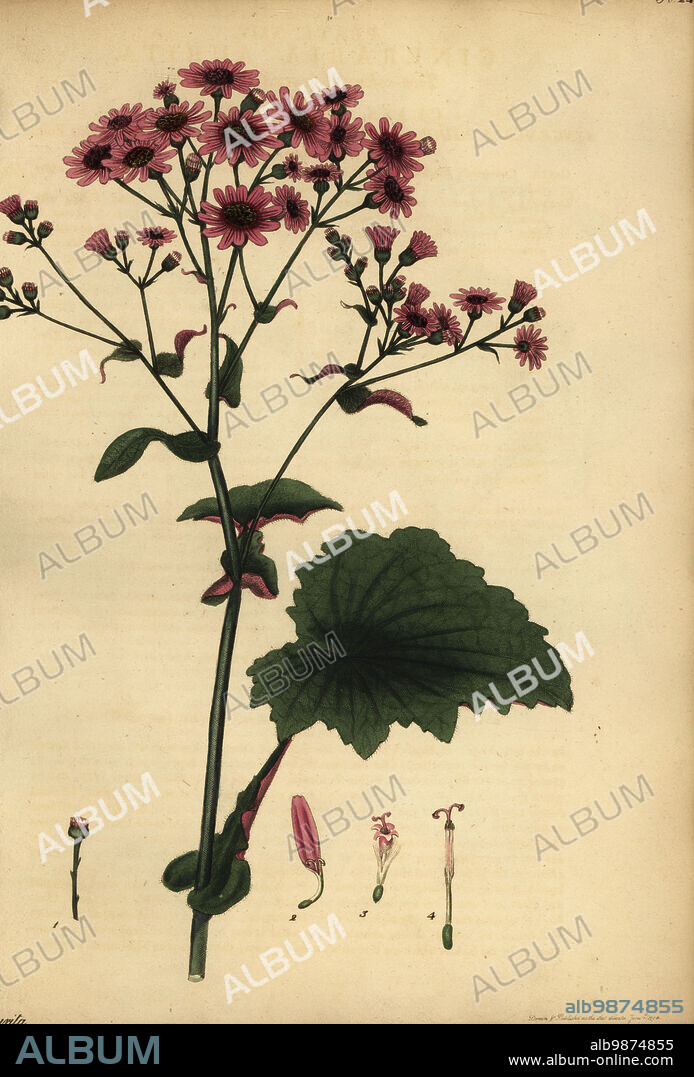 Pericallis cruenta, Canary Islands. Two-coloured-leaved cineraria, Cineraria aurita. Copperplate engraving drawn, engraved and hand-coloured by Henry Andrews from his Botanical Register, Volume 1, published in London, 1799.