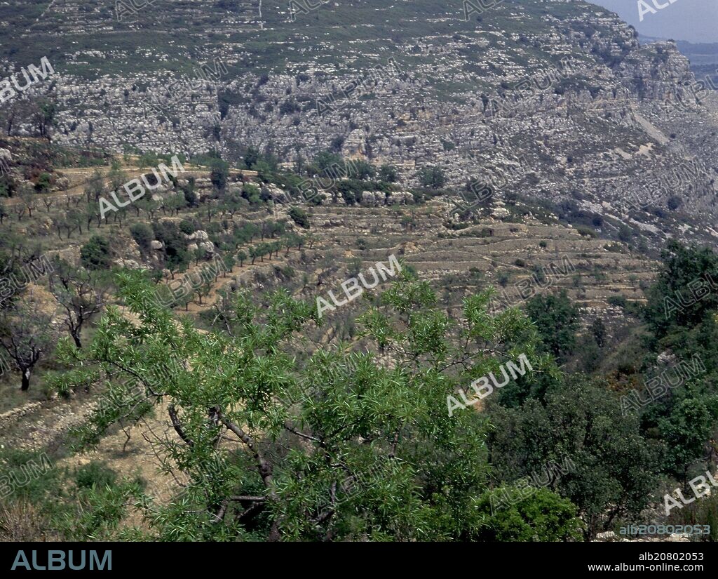 CULTIVO DE ALMENDROS EN TERRAZAS O BANCALES.