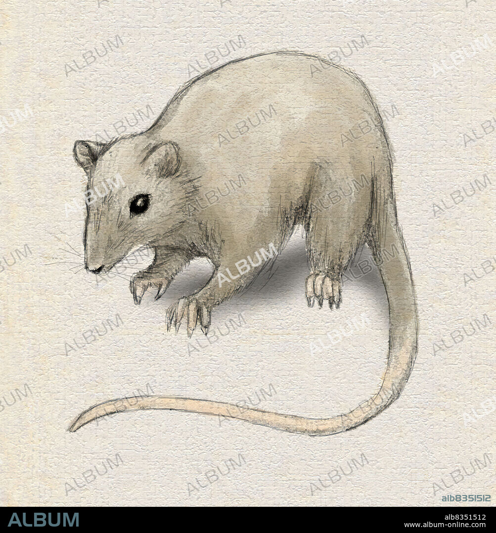 Megazostrodon, an animal no larger than a mouse, which fed on insects, was among the first mammals.The early mammals small size made it easy for them to hide and to survive the reign of the dinosaurs.