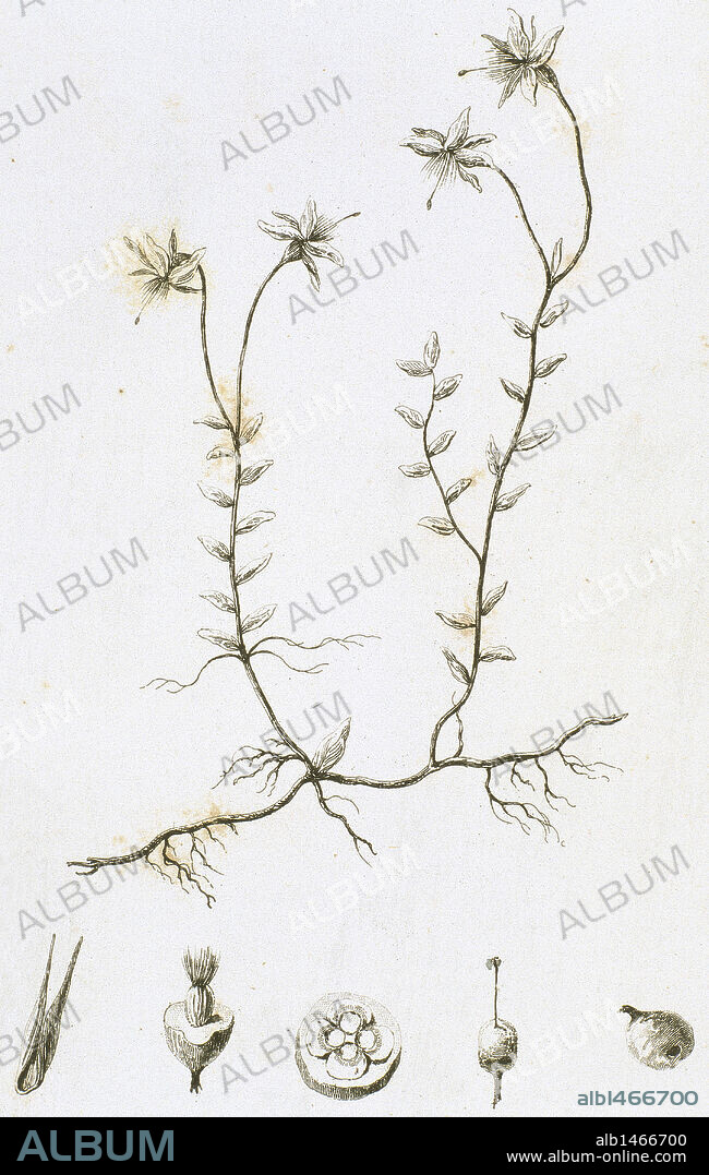 ARANDANO PALUSTRE O ARANDANO AGRIO (Vaccinium oxycoccos). Planta originaria de Europa y el norte de Asia, cuyo fruto es comestible. Grabado del S. XIX.