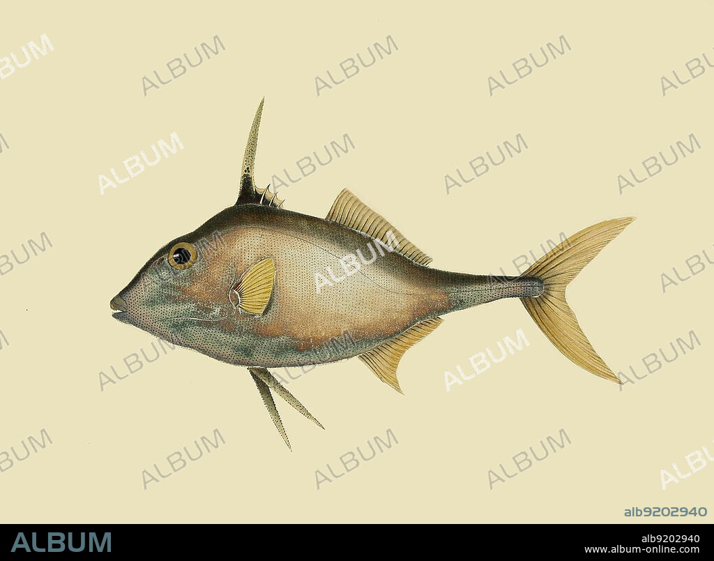 Illustration of Balistes biaculeatus also known as Short-nosed tripod fish (Triacanthus biaculeatus). From the book : "A selection from the most remarkable and interesting of the fishes found on the coast of Ceylon: from drawings made in the southern part of that island, from the living specimens" Book by Bennett, John Whitchurch. Publishers: London: Edward Bull, 1834.