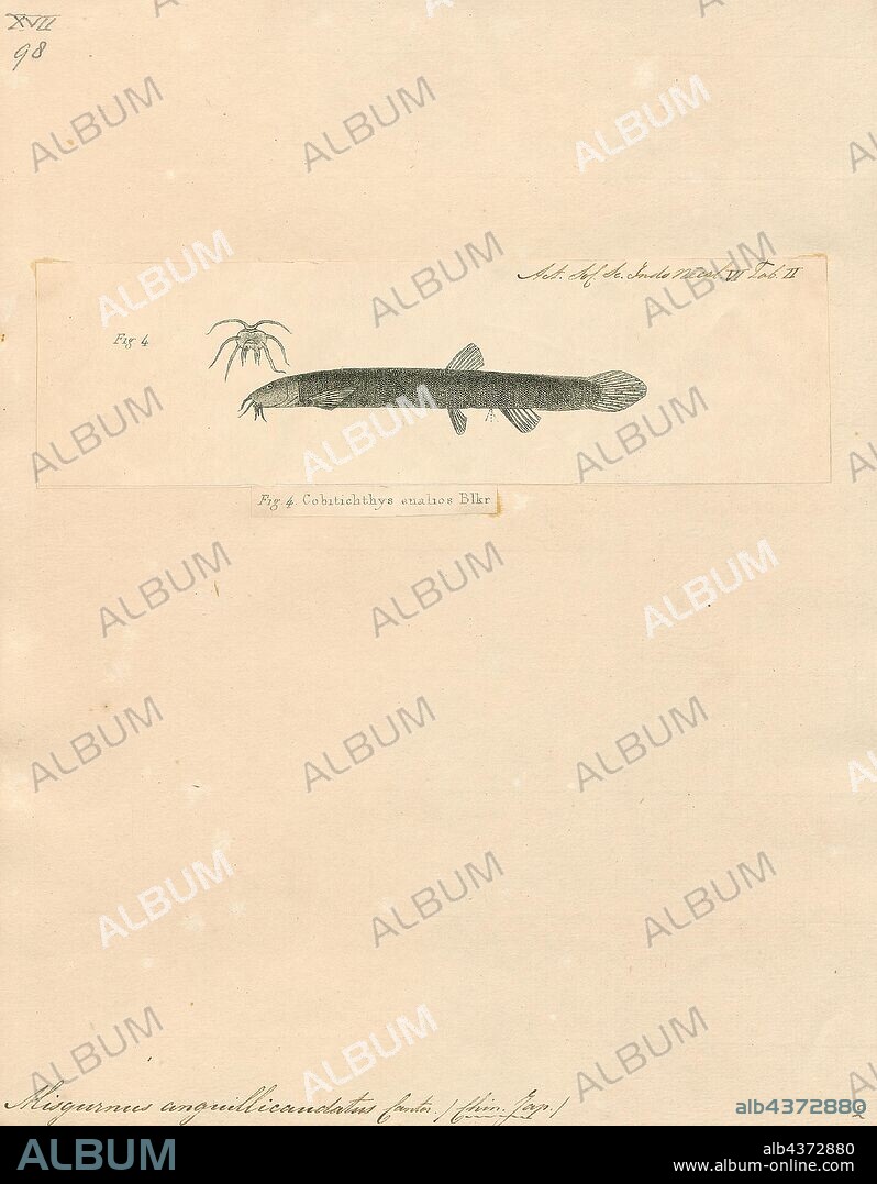 Misgurnus anguillicaudatus, Print, The pond loach, (Misgurnus anguillicaudatus), is a freshwater fish in the loach family Cobitidae. They are native to East Asia but are also popular as an aquarium fish and introduced elsewhere in Asia and to Europe, North America and Australia. The alternate name weather loach is shared with several other Cobitidae, including the other members of the genus Misgurnus and the spotted weather loach (Cobitis taenia, commonly known as spined loach). This term comes from their ability to detect changes in barometric pressure and react with frantic swimming or standing on end. This is because before a storm the barometric pressure changes, and this is known to make these fish more active. The pond loach also comes in a variety of colors, such as pink, orange, albino and gray. The largest dojo loach raised in an aquarium recorded was recently discovered in a Nova Scotian home measuring at 8.46 Inches long., 1856-1859.