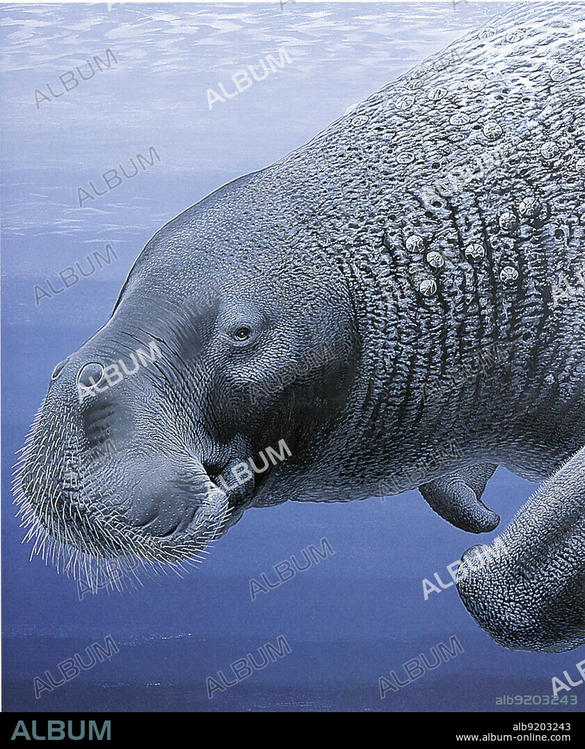Illustration of the extinct Steller's Sea Cow (Hydrodamalis gigas), a sirenian that lived in the Bering Sea that was hunted to extinction in the 1700s. The Steller's Sea Cow is related to the manatee and the dugong.