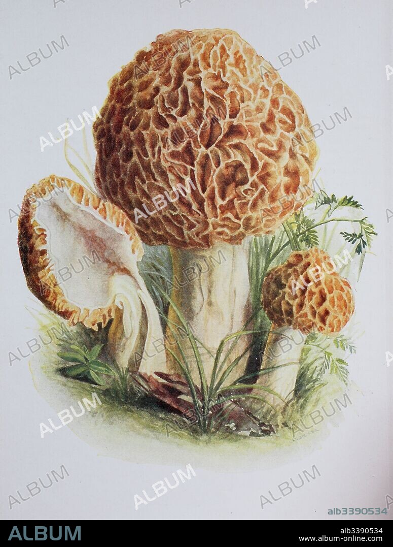 Morchella esculenta, commonly known as common morel, morel, yellow morel, true morel, morel mushroom, and sponge morel, digital reproduction of an ilustration of Emil Doerstling (1859-1940).