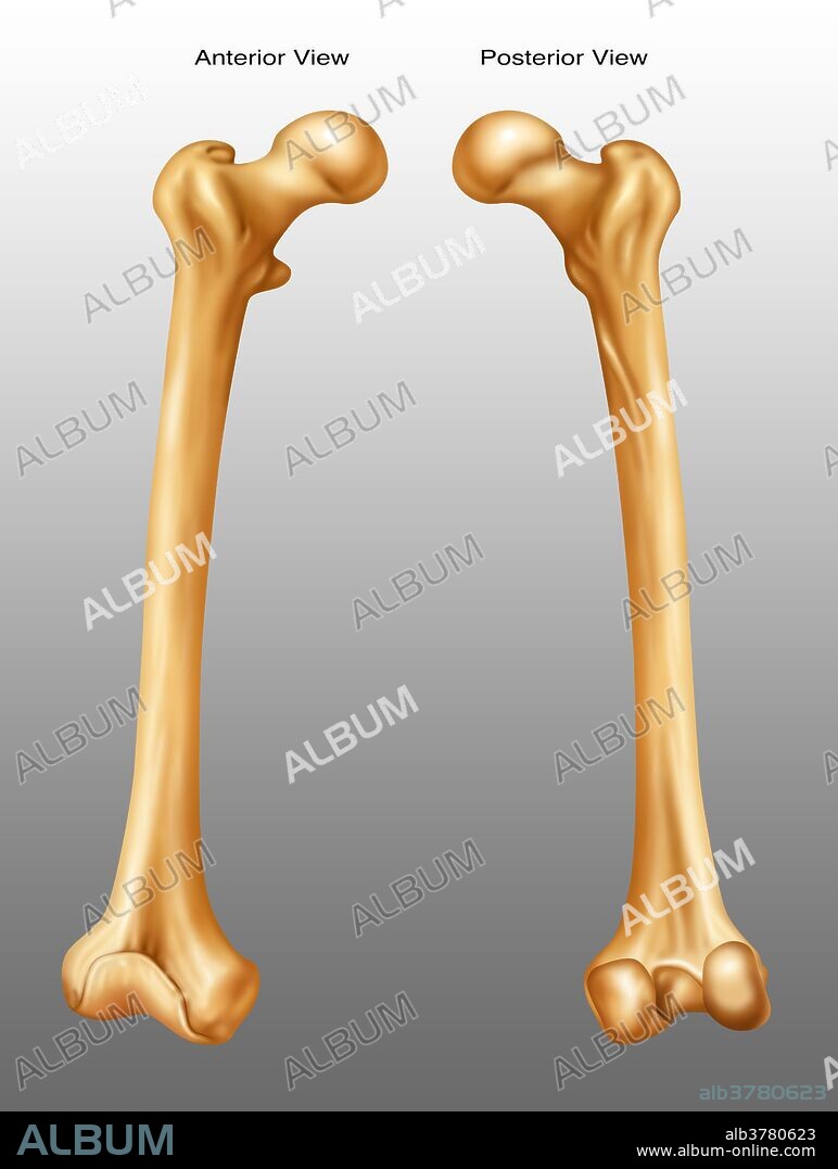 Anterior and posterior view of a femur.