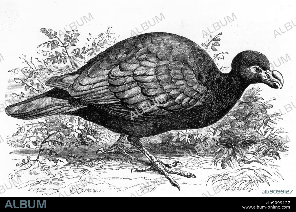 Tooth-billed Pigeon (Didunculus strigirotris), a dodo-like bird from Samoa.
