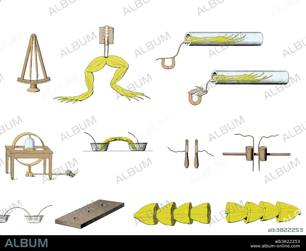 Frog preparation according to Galvani. Figs. 4 and 5 show rheoscopic frog. Figs. 12 and 13 show a battery of muscles. Luigi Galvani (1737-1798), an Italian physician and physicist, began his re-searches into electrophysiology in the late 1770s. He noticed that the muscles of a frog twitched and contracted when two different metals, shaped into arcs, were placed on the frog's spinal cord and leg. He used similar arcs in his famous frog experiments of 1786 where he claimed that the contraction of the muscle was due to "animal electricity." Later disproved, this idea stated that the electrical current was produced by living tissues in the body.
