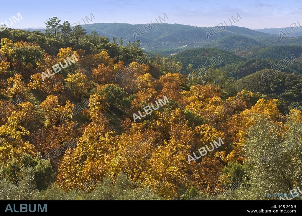 Sierra de Aracena Natural Park, Chestnuts tree in autumn, Santa Ana La Real, Huelva province, Region of Andalusia, Spain, Europe.