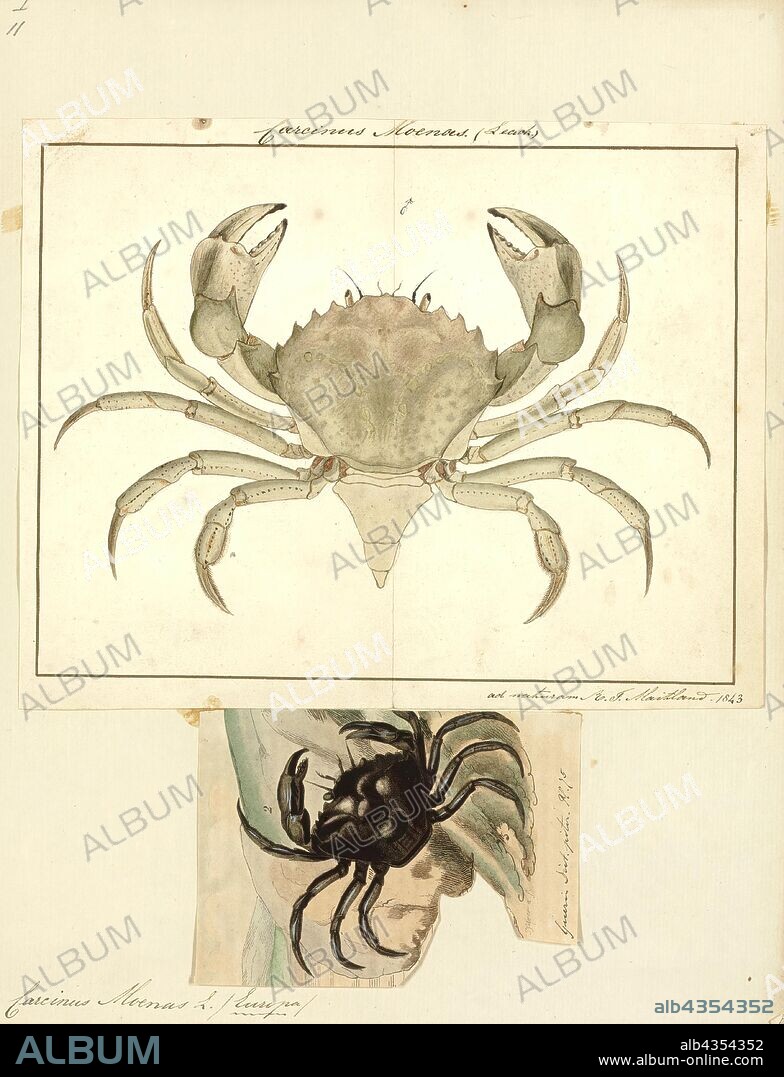 Carcinus moenas, Print, Carcinus is a genus of crabs, which includes Carcinus maenas, an important invasive species, and C. aestuarii, a species endemic to the Mediterranean Sea.