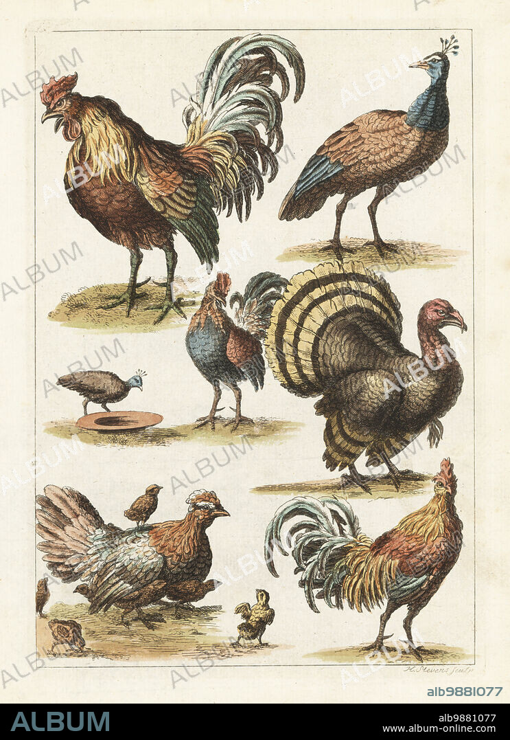 Cock, hen, turkey, crested peahen, etc. Varieties of fowl from an 18th century drawing book. Handcoloured copperplate engraving by Henry Stevens from Robert Sayers The Artists Vade Mecum, Being the Whole Art of Drawing, London, 1766.