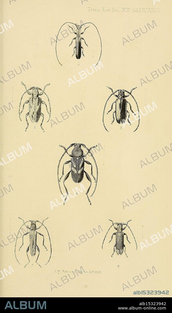 Transactions of the Entomological Society of London, London, The Society, entomology, periodicals, coleoptera, beetles, insects, A detailed illustration featuring various beetle species, numbered 1 through 6. Each specimen is depicted from multiple angles, showcasing their distinct shapes and characteristics. The beetles display a range of body sizes and features, highlighting the diversity within their species. Accompanying the drawings is a faint label indicating the source, 'Trans. Ent. Soc.,' suggesting a scholarly or scientific context for the study and classification of these insects. The meticulous attention to detail emphasizes the unique anatomical structures of each beetle.