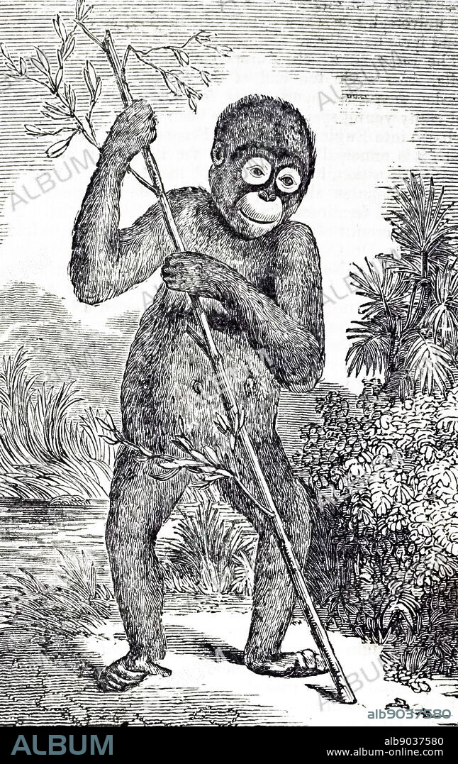 An engraving depicting an Orangutan. The orangutans are three extant species of great apes native to Indonesia and Malaysia but are currently only found in the rainforests of Borneo and Sumatra. Dated 19th century.