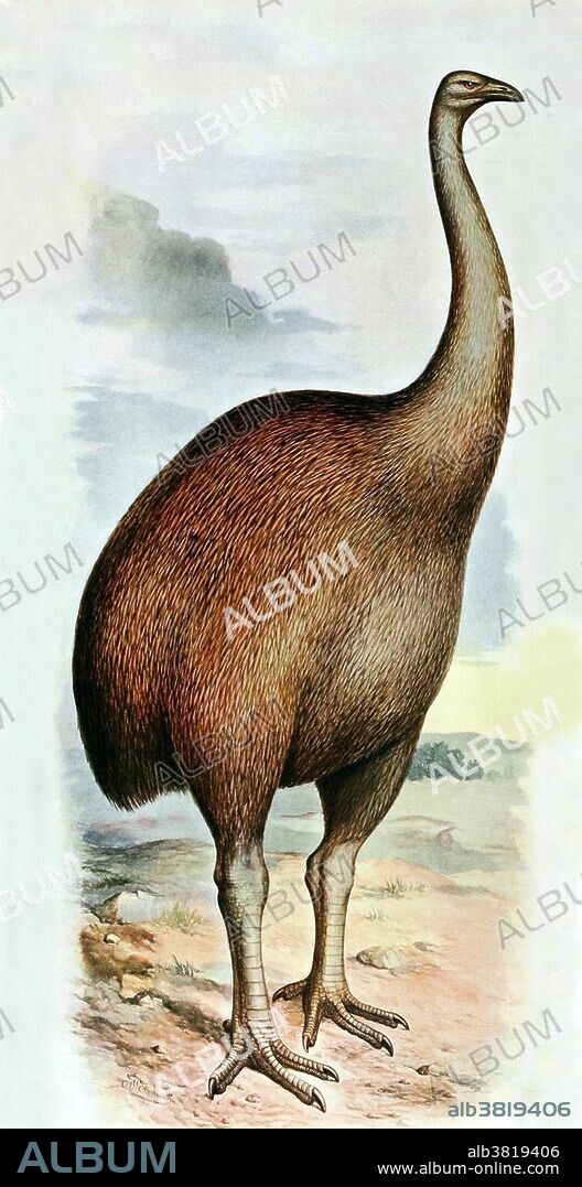 The giant moa (Dinornis) is an extinct genus of ratite birds belonging to the moa family. Like all ratites it was a member of the order Struthioniformes. The Struthioniformes are flightless birds with a sternum without a keel. They also have a distinctive palate. It was endemic to New Zealand. Dinornis may have been the tallest bird that ever lived, with the females of the largest species standing 12 feet. This animal appeared during Cenozoic era, the most recent era of geologic time, from about 65 million years ago to the present. The Cenozoic Era is characterized by the formation of modern continents and the diversification of mammals and plants. Grasses also evolved during the Cenozoic. The climate was warm and tropical toward the beginning of the era and cooled significantly in the second half, leading to several ice ages. Humans first appeared near the end of this era. Taken from "Extinct birds : an attempt to unite in one volume a short account of those birds which have become extinct in historical times : that is, within the last six or seven hundred years : to which are added a few which still exist, but are on the verge of extinction" by Baron Lionel Walter Rothschild, 1907.