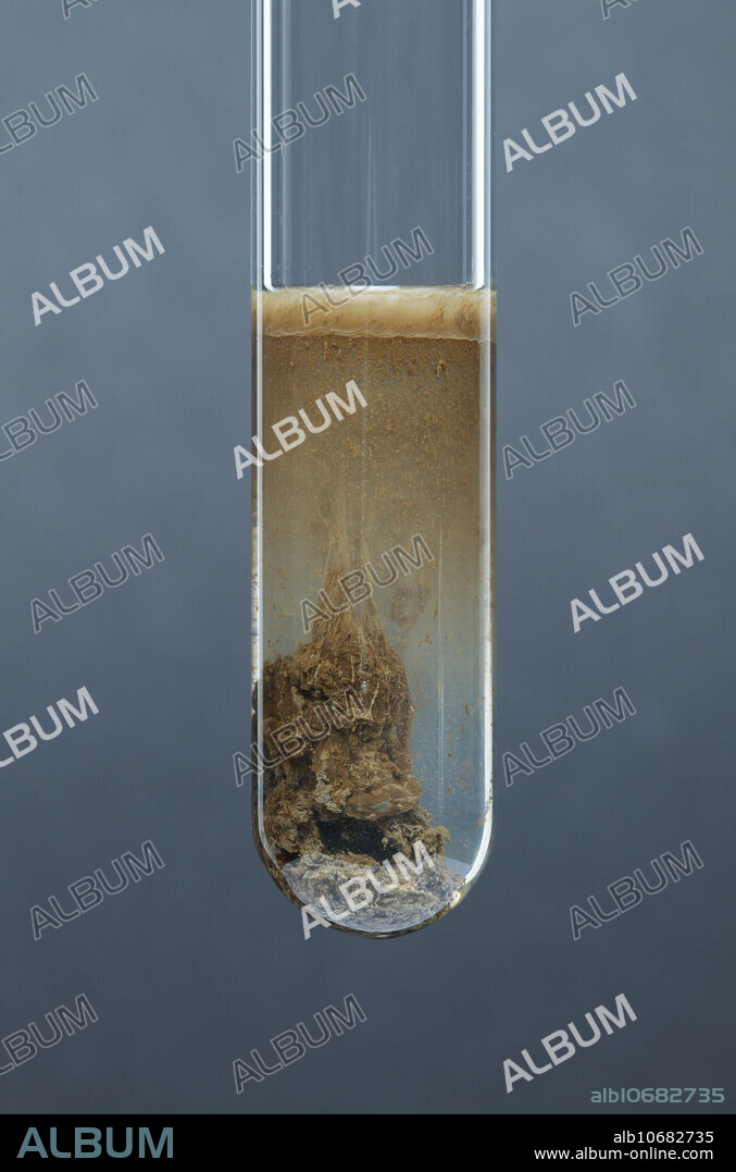 Silver hydroxide precipitate. Silver hydroxide precipitate (AgOH) formed by adding a 1M solution of sodium hydroxide (NaOH) to a 0.5 M solution of silver nitrate (AgNO3). The reaction is AgNO3 + NaOH -> AgOH + NaNO3. This is an example of a double replacement reaction.