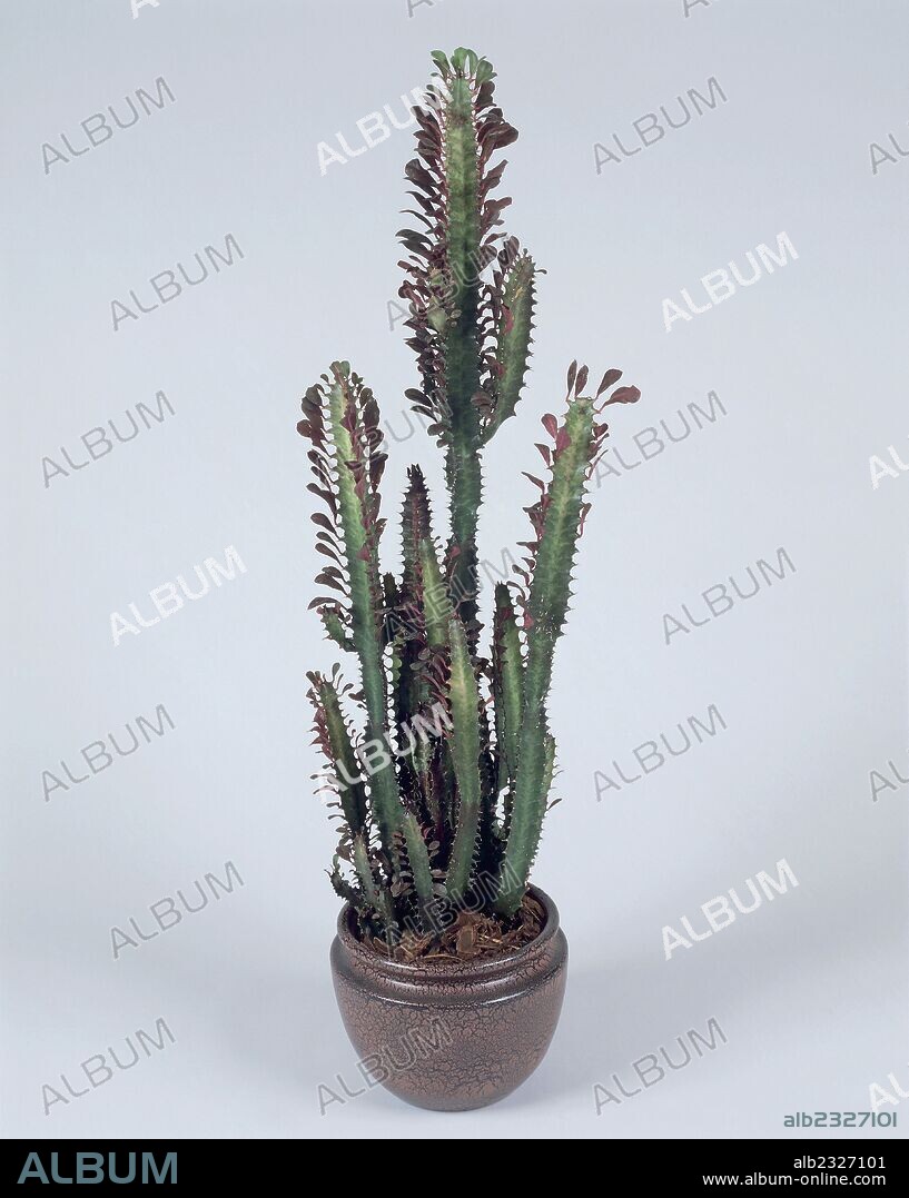 Houseplants - Euphorbiaceae - African Milk tree (Euphorbia trigona rubra).