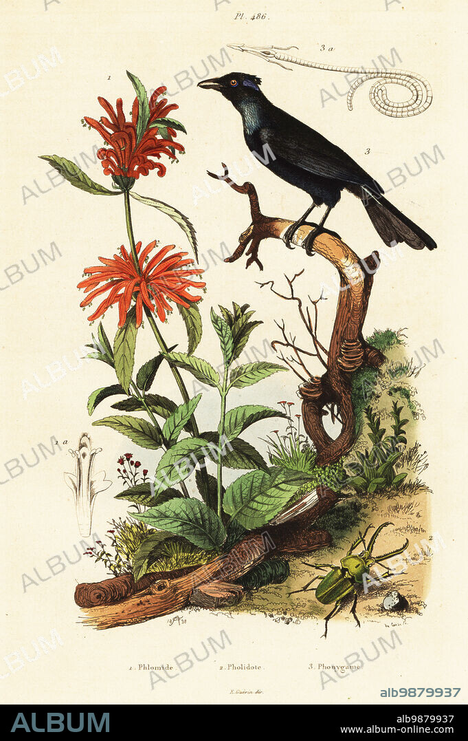 Trumpet manucode, Phonygammus keraudrenii, beetle, Pholidotus humboldtii, and lion's tail or wild dagga, Leonotis leonurus (Phlomis leonurus). Phlomide, Pholitode, Phonygame. Handcoloured steel engraving by du Casse after an illustration by Adolph Fries from Felix-Edouard Guerin-Meneville's Dictionnaire Pittoresque d'Histoire Naturelle (Picturesque Dictionary of Natural History), Paris, 1834-39. .