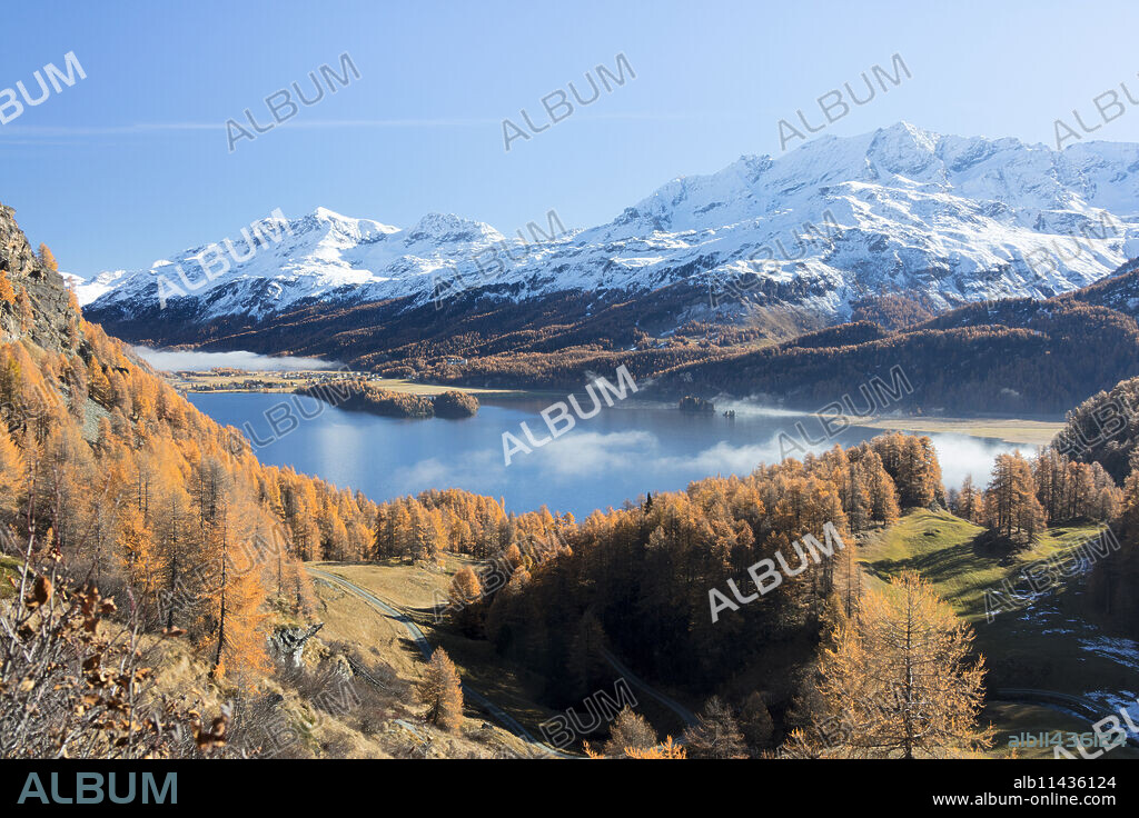 Colorful woods around Lake Sils with snowy peaks in the background, Maloja, Canton of Graubunden, Swiss Alps, Switzerland, Europe.