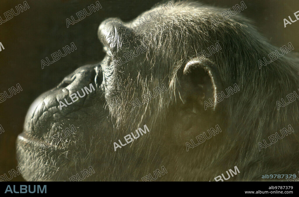 Madrid. 11/27/03. Report at the Madrid zoo. Chimpanzee. Photo: José Luis Álvarez.