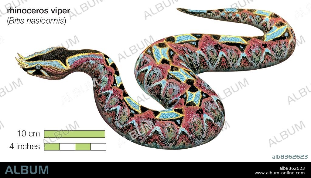 Rhinoceros viper (Bitis nasicornis).