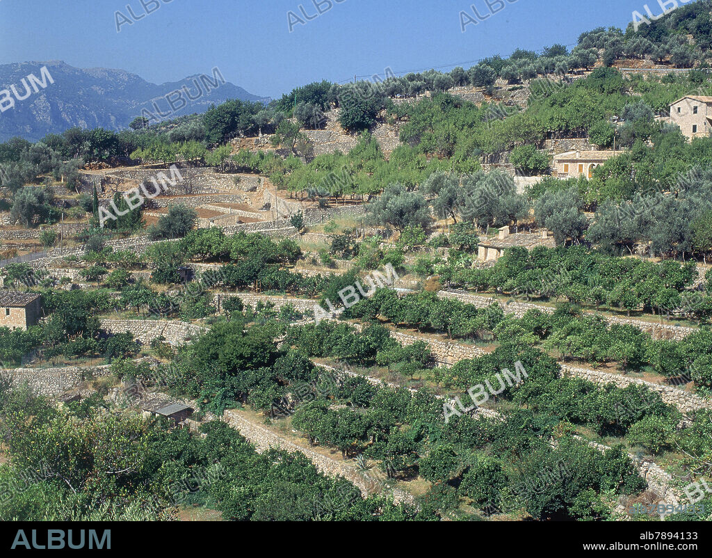 CULTIVOS DE CITRICOS Y OLIVOS EN TERRAZAS CON CASAS DE CAMPO.