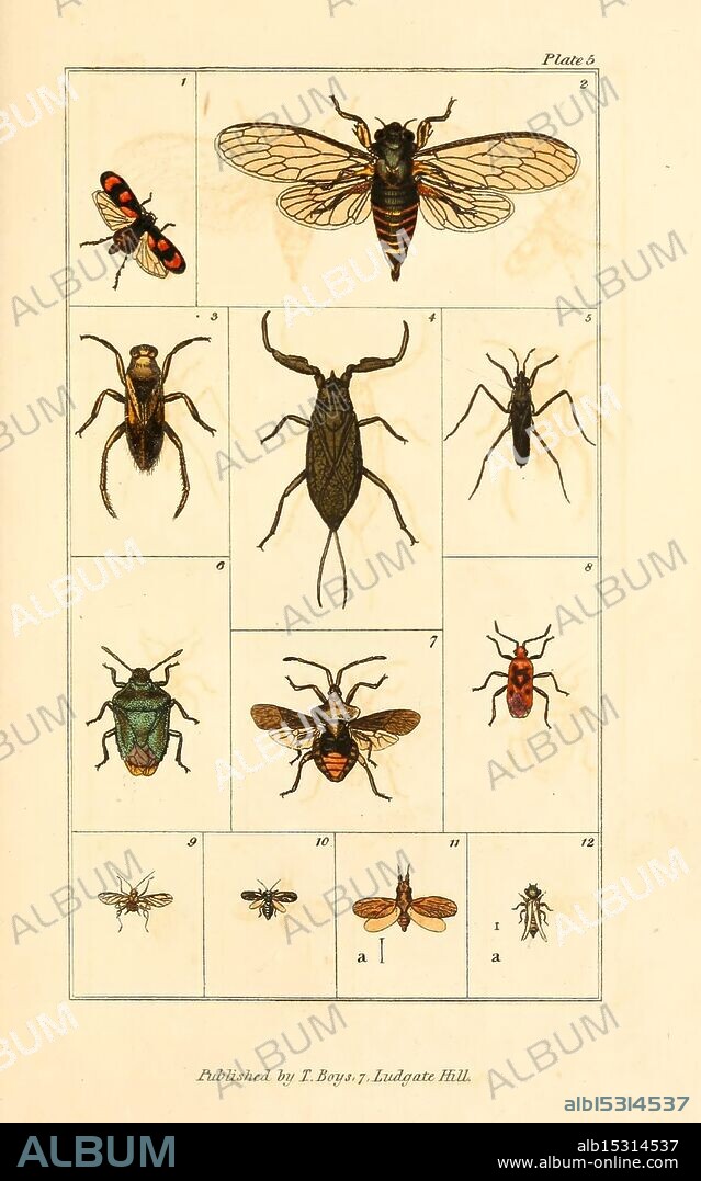 The entomologist's useful compendium, London, Printed for T. Boys, 1819. insects, cicada anglica, cercopis sanguinolenta, notonecta glauca, nepa cinerea, gerris paludum, cimex prasinus, cimex marginatus, lygaeus ater, aphis, livia juncorum, taxonomy: binomial = thrips physapus, A compilation of detailed illustrations featuring various insects, showcasing their distinct features and anatomy. Each insect is labeled with a number corresponding to its position in the grid. The top row includes a striking red and black-colored bug, a detailed depiction of a cicada, and a bee, highlighting their unique wing structures and body shapes. The second row presents an ant with fine details that emphasize its segmented body, along with a green beetle that stands out due to its iridescent appearance. The remaining sections display smaller insects, including another ant and a variety of flies, all meticulously rendered to exhibit their specific characteristics. This collection serves as an educational tool, illustrating the diversity and complexity of insect life.