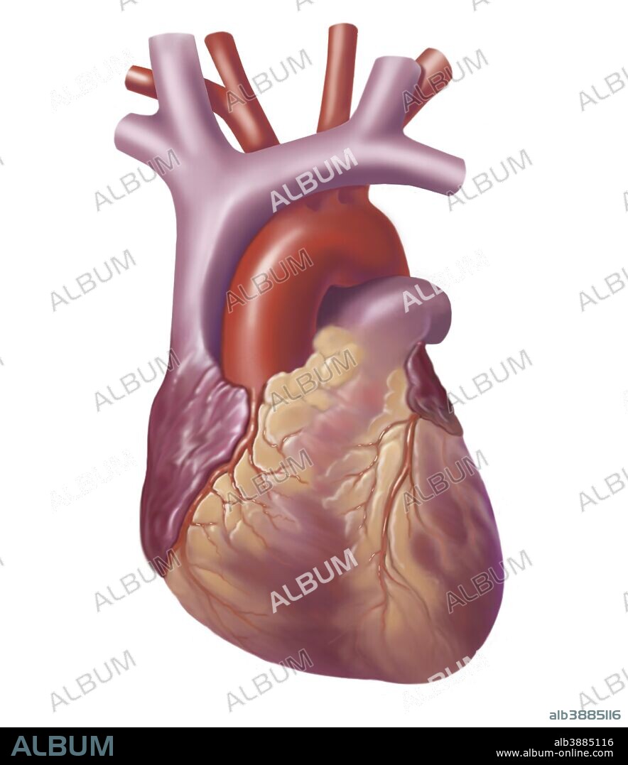 Anterior view of human heart.