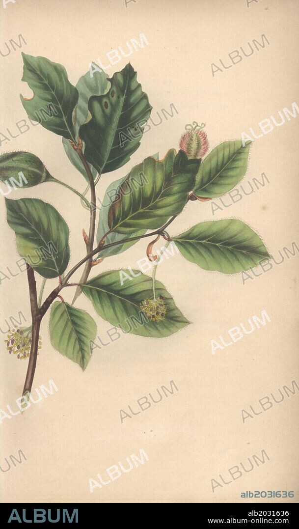 Beech tree, Fagus sylvatica. Handcoloured botanical illustration drawn from nature by Mrs. Rebecca Hey from her own "Spirit of the Woods," London, Longman, Rees, 1837. Rebecca Hey was a Victorian writer, poet and artist who wrote "Moral of Flowers" 1833 and "Recollections of the Lakes" 1841. The plates were probably engraved by William Clark, former draughtsman to the London Horticultural Society, and engraver on Hey's previous book.