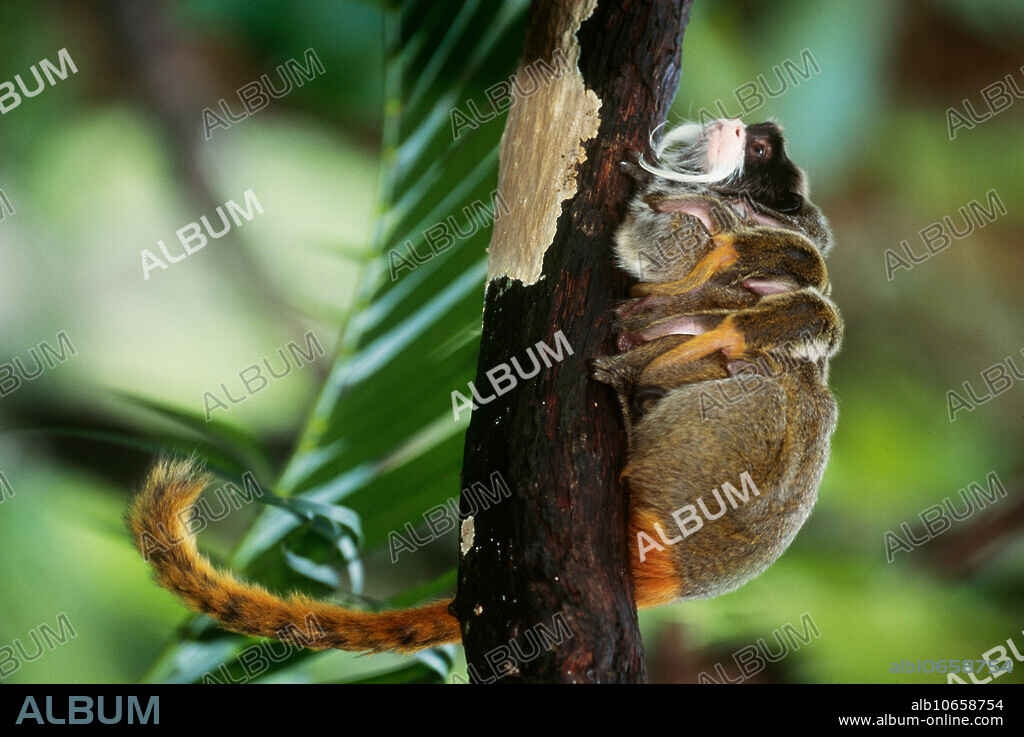 Emperor Tamarin (Saguinus imperator). Range: Southeast Peru and Northwest Brazil.
