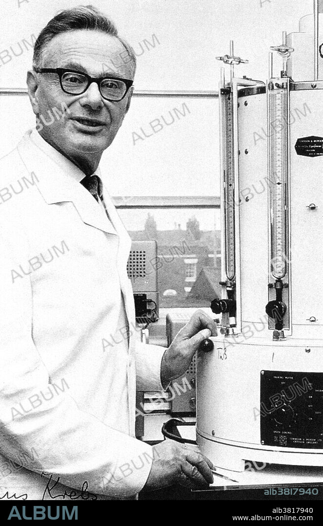 Hans Adolf Krebs (1900-1981) was a German-born British physician and biochemist best known for his identification of two important metabolic cycles: the urea cycle and the citric acid cycle. The latter, the key sequence of metabolic chemical reactions that produces energy in cells, is also known as the Krebs cycle and earned him a Nobel Prize in 1953, which he shared with Fritz Lipmann.