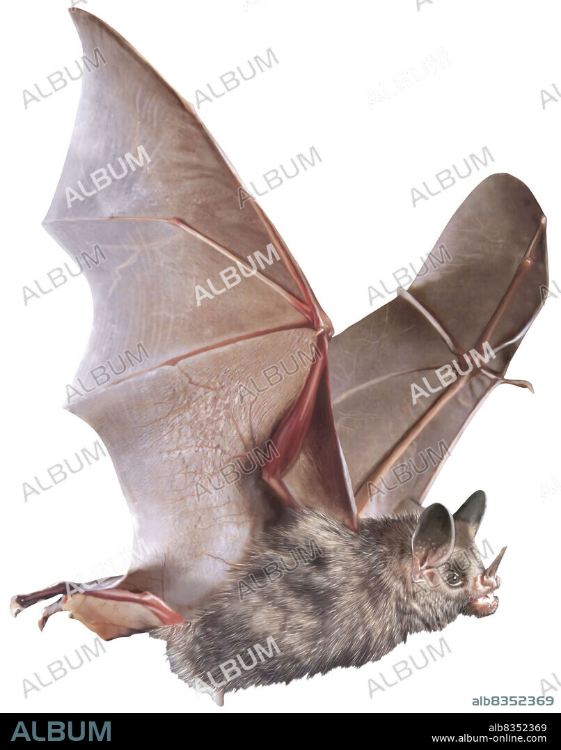 Omnivorous short-tailed flying mammal of Central and South America; it is one of the largest bats of the Americas (with a wingspan of almost 20 in).