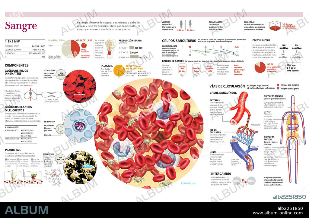 SANGRE. Infografía de la composición de la sangre, los grupos sanguíneos y la circulación sanguínea en el cuerpo humano.