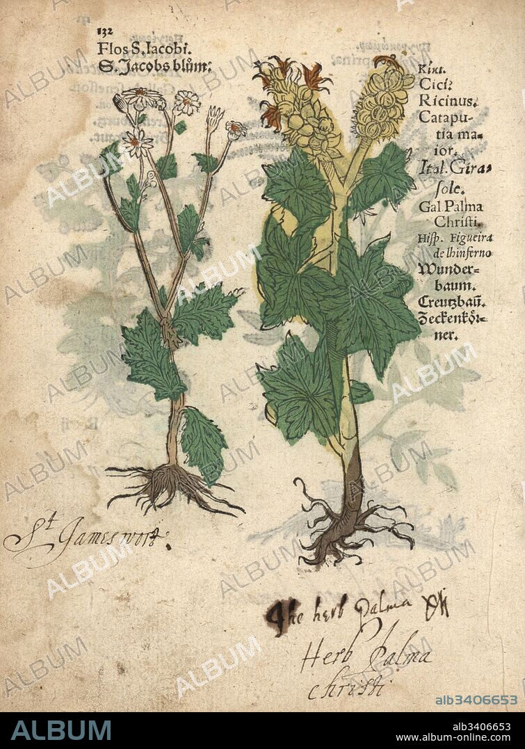 Ragwort or St. James wort, Jacobaea vulgaris, and castor oil plant, Ricinus communis. Handcoloured woodblock engraving of a botanical illustration from Adam Lonicer's Krauterbuch, or Herbal, Frankfurt, 1557. This from a 17th century pirate edition or atlas of illustrations only, with captions in Latin, Greek, French, Italian, German, and in English manuscript.
