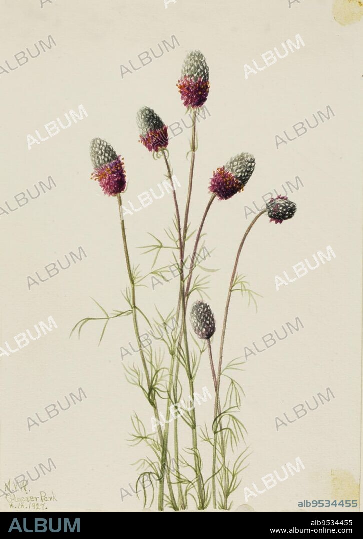 MARY VAUX WALCOTT. Purple Prairieclover (Petalostemon purpureum). Date: 1927. Watercolor on paper.