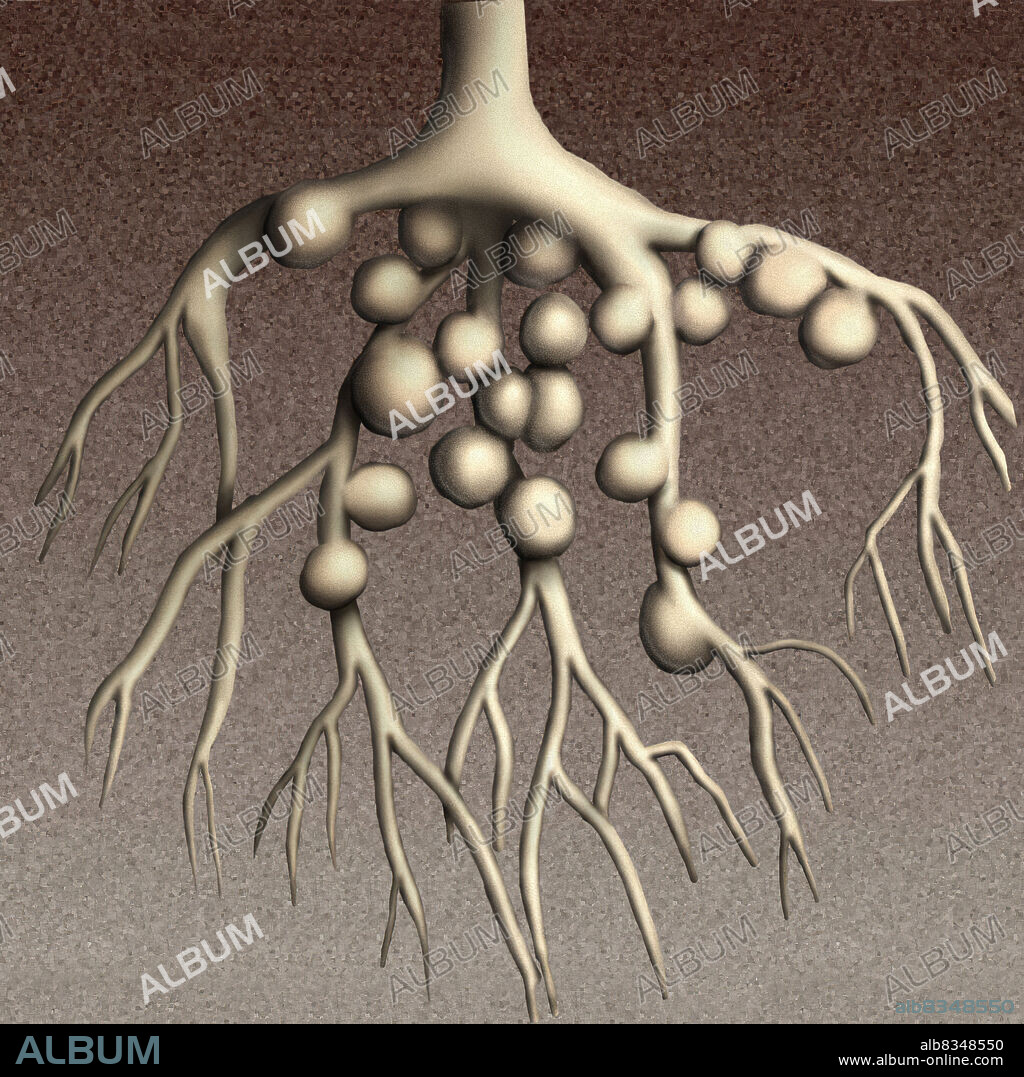 Bacteria called rhizobia live inside nodules, small balls attached to the roots of some leguminous plants, such as clover. By synthesizing ammonium ions, they supply the plant with the nitrogen it needs and enrich the soil.
