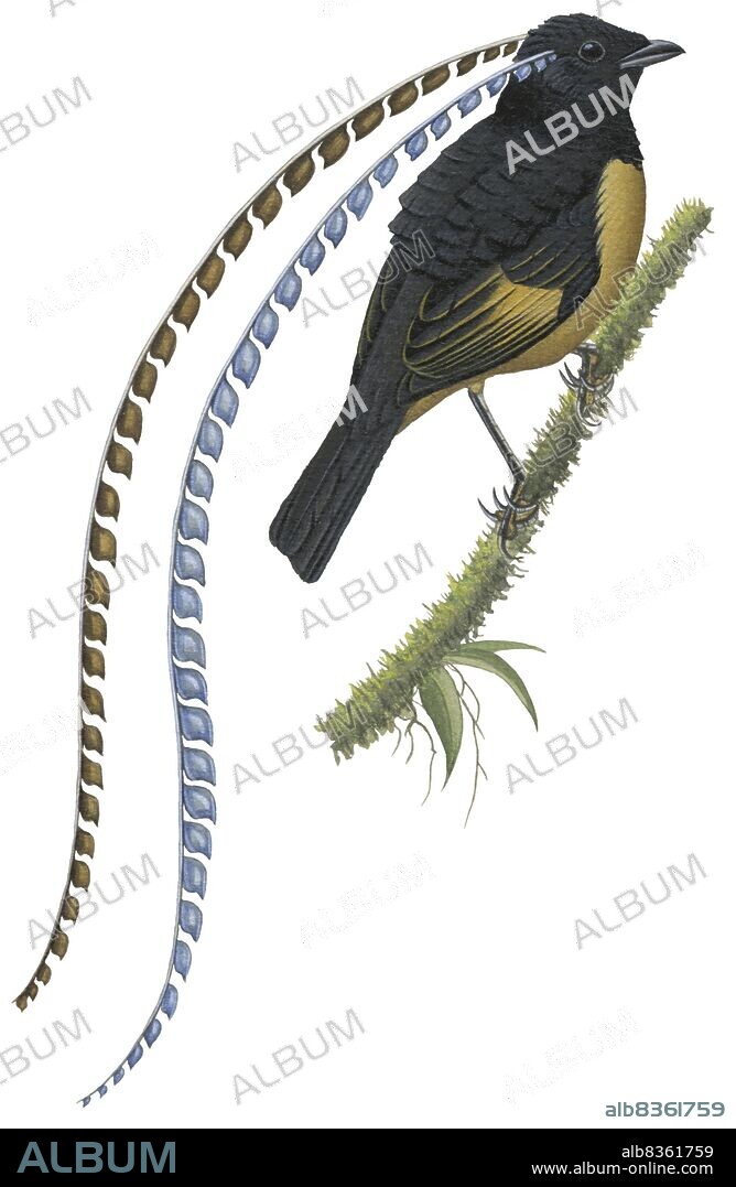 King of Saxony's bird-of-paradise.