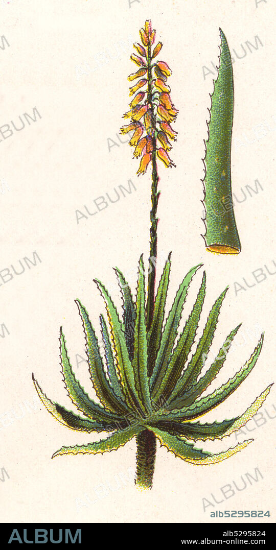 Medicinal plant Aloe Vera  /  Heilpflanze Echte Aloe, Aloe vera, Historisch, historical, digital improved reproduction of an original from the 19th century / digitale Reproduktion einer Originalvorlage aus dem 19. Jahrhundert.