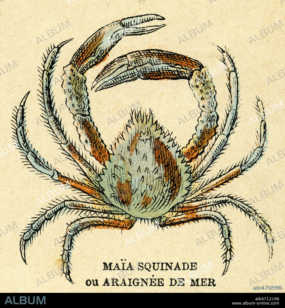 CRABE: 'Maia squinade ou araignee de mer' Detail d'une Planche Imagerie VAGNE a Pont-a-Mousson sur les CRUSTACES, vers 1900. Credit Collection Kharbine Tapabor.