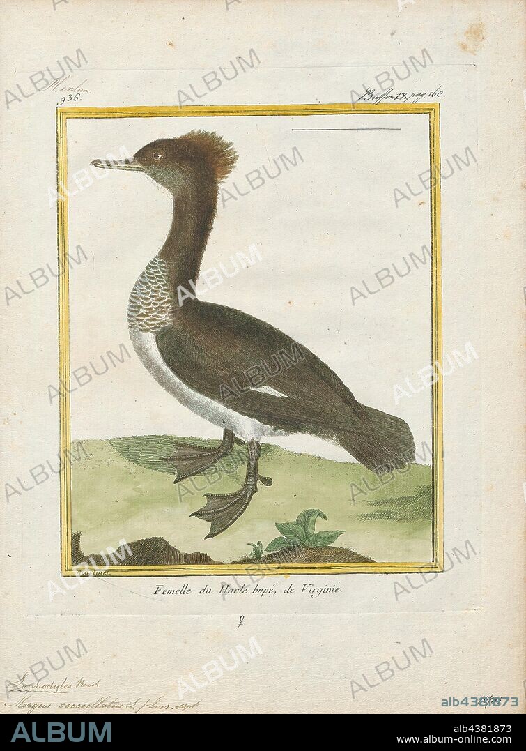 Mergus cucullatus, Print, The hooded merganser (Lophodytes cucullatus) is a species of small duck. It is the only extant species in the genus Lophodytes. The genus name derives from the Greek language: lophos meaning 'crest', and dutes meaning diver. The bird is striking in appearance; both sexes have crests that they can raise or lower, and the breeding plumage of the male is handsomely patterned and coloured. The hooded merganser has a sawbill but is not classified as a typical merganser., 1700-1880.