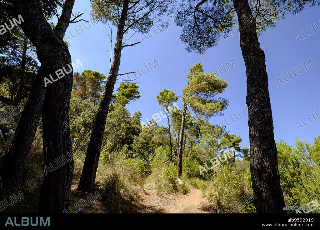 pinar de Son Tries, Esporles, sierra de Tramuntana, Mallorca, balearic islands, spain, europe.
