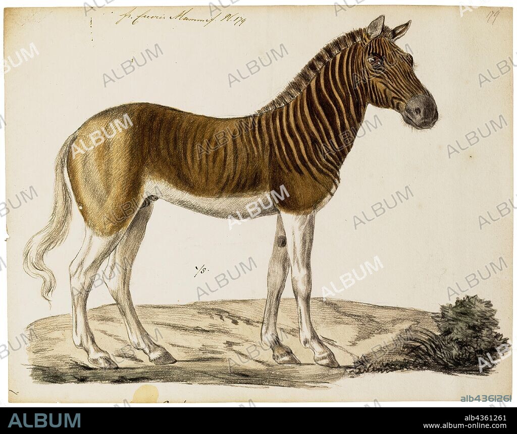 Equus quagga, Print, The plains zebra (Equus quagga, formerly Equus burchellii), also known as the common zebra, is the most common and geographically widespread species of zebra. Its range is fragmented, but spans much of southern and eastern Africa south of the Sahara. Six subspecies have been recognised including the extinct quagga which was thought to be a separate species. However, more recent research supports variations in zebra populations being clines rather than subspecies., 1700-1880.