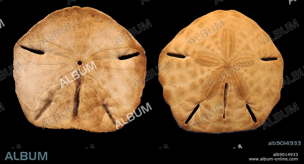 Mellita quinquiesperforata, tropical species of sand dollar, a flat, round marine animal related to sea urchins, sea stars, and other echinoderms Caribbean. Dated 1778.