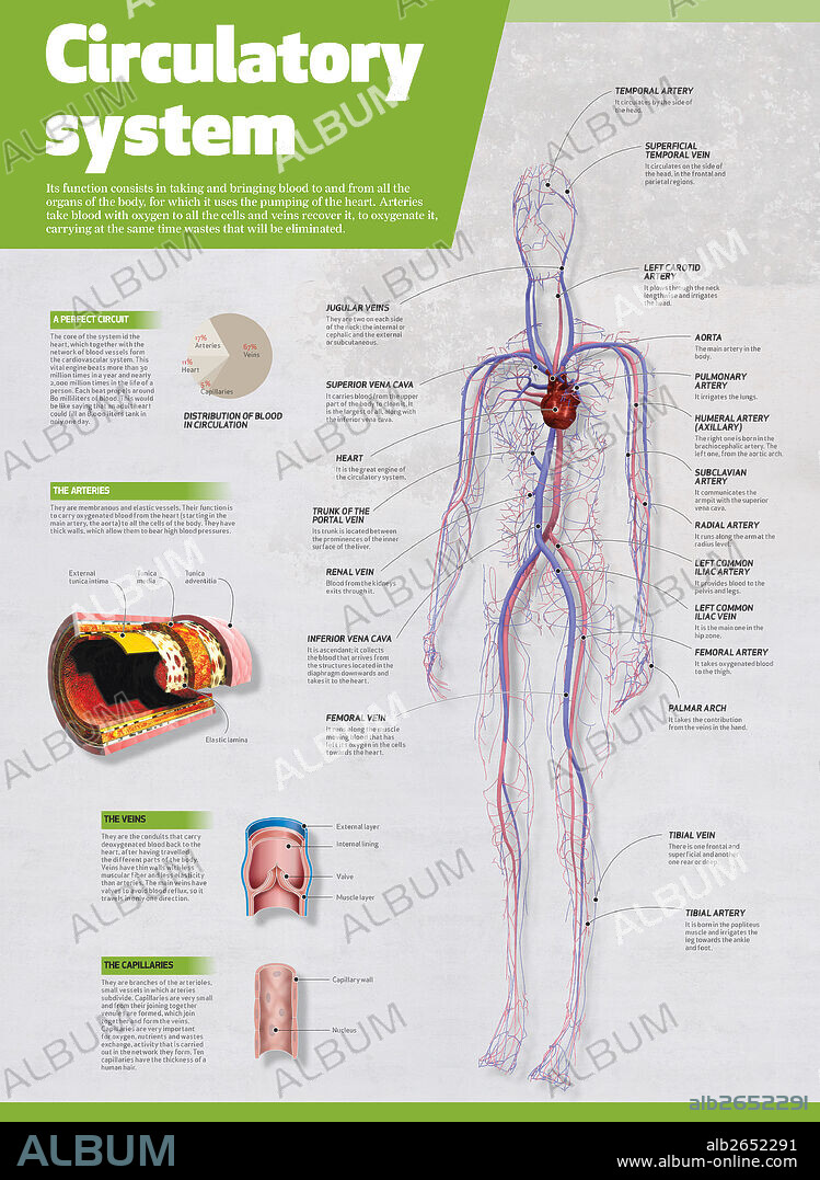 SISTEMA CIRCULATORIO. Infografía del sistema circulatorio.